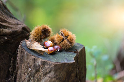 Close-up of chestnut on tree stomp