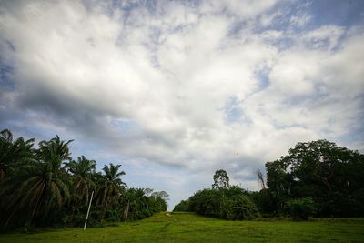 Trees on field against sky