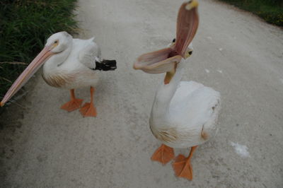 High angle view of birds