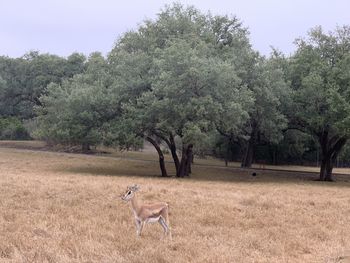 View of a horse on field