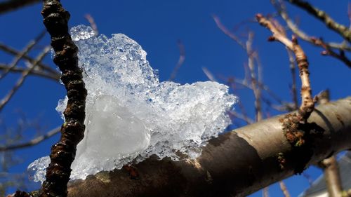 Close-up of snow on tree against sky