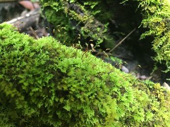 Close-up of fern leaves