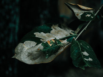 Close-up of dry leaves on plant