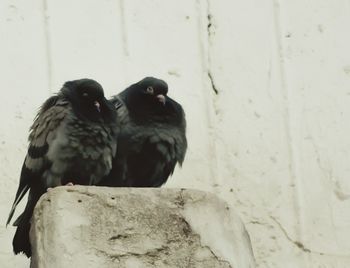 Bird perching on railing