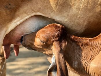 New born calf while drinking milk from mother cow.