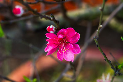 Close-up of pink flowers