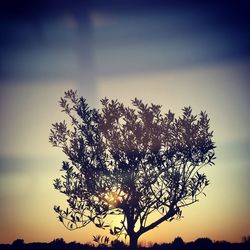 Low angle view of silhouette tree against sky at sunset
