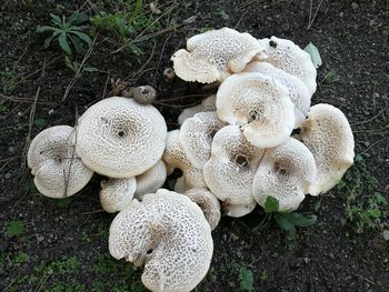 High angle view of mushrooms growing outdoors