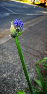 Close-up of purple flowering plant