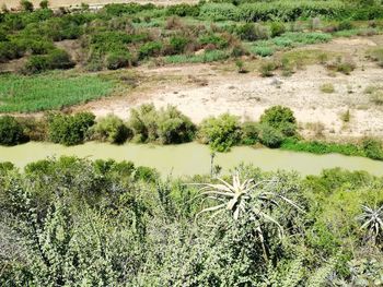 High angle view of plants growing on field