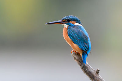 Close-up of bird perching on branch