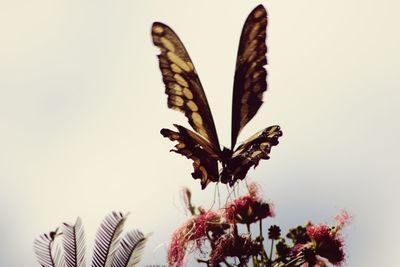 Close-up of butterfly on plant against sky