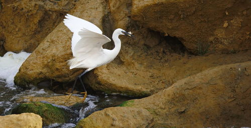 White duck on rock by lake