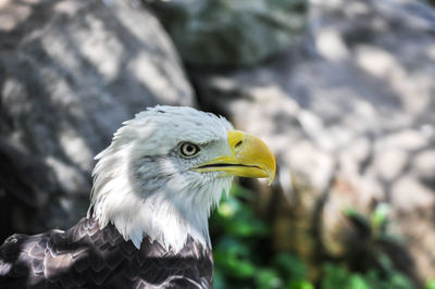 Bald eagle closeup