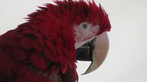 Close-up of a parrot