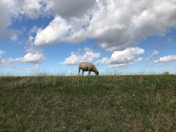 Sheep grazing on the dam