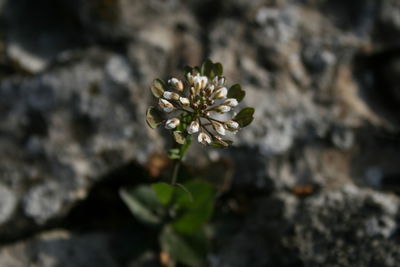 Close-up of white flowering plant on field
