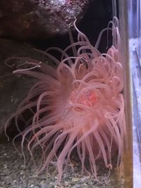 Close-up of coral in sea