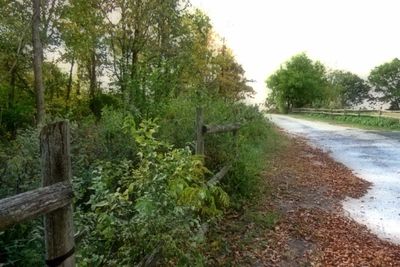 Footpath amidst trees