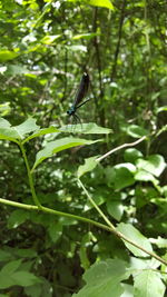 Butterfly on leaf