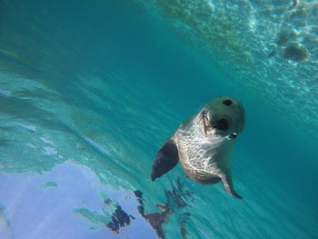 Close-up of turtle swimming in sea