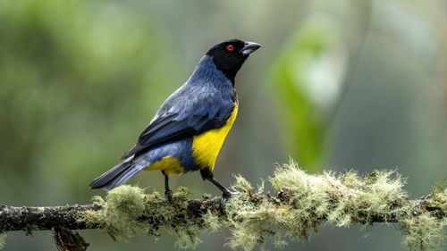 Close-up of bird perching on branch