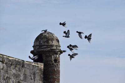 Low angle view of birds flying