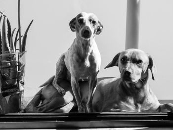 Portrait of dog sitting