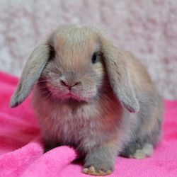 Close-up portrait of cute