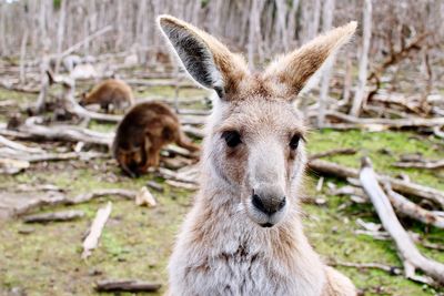 Portrait of deer