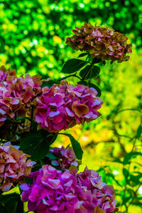 Close-up of purple flowering plant in park