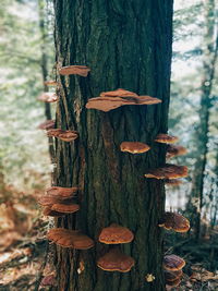 Close-up of wooden structure in forest
