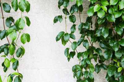 Close-up of ivy growing against wall