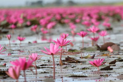 Close-up of pink water lily in lake