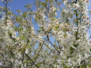 Low angle view of fresh flower tree against sky