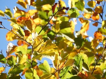 Low angle view of leaves on plant against sky
