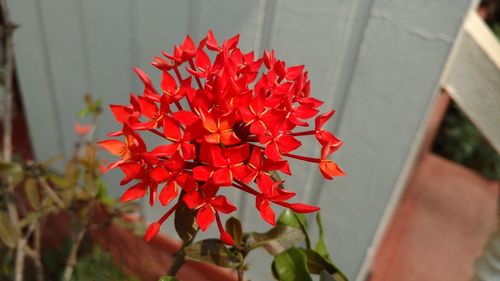 Close-up of hand holding red flowers