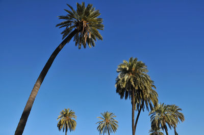 Low angle view of palm trees against clear blue sky