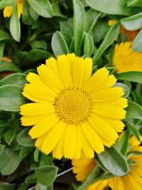 Close-up of yellow flowering plant