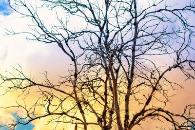 Low angle view of bare tree against sky