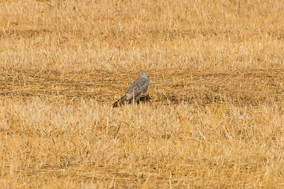 Bird perching on a field