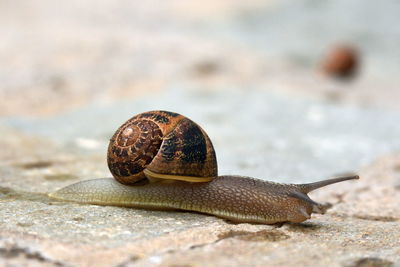 Snail close up photos taken after the rain in the garden