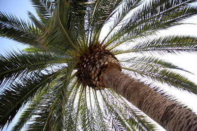 Low angle view of palm tree against sky