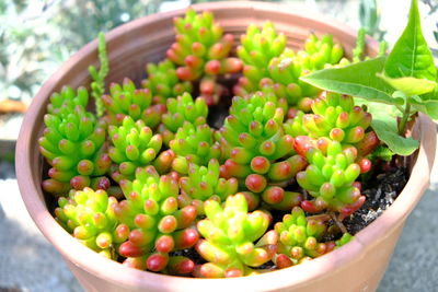 plant