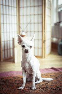 Sweet white tiny dog looks at camera standing in window light