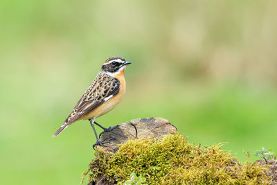 Close-up of bird perching on a plant