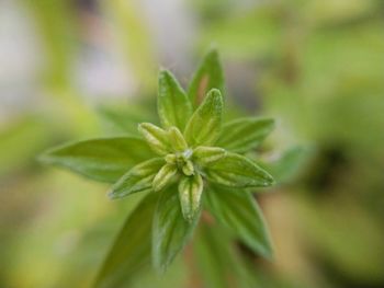 Take a close-up of green leaves, good for a nature background