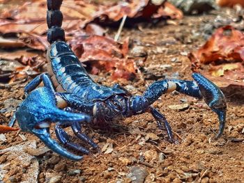 High angle view of crab on land