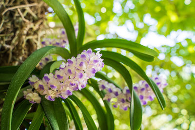 Close-up of purple flowering plant