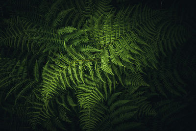 Full frame shot of leaves